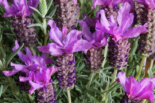 Franse lavendel